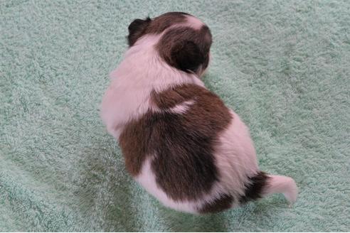 成約済の茨城県のチワワ(ロングコート)-110070の5枚目